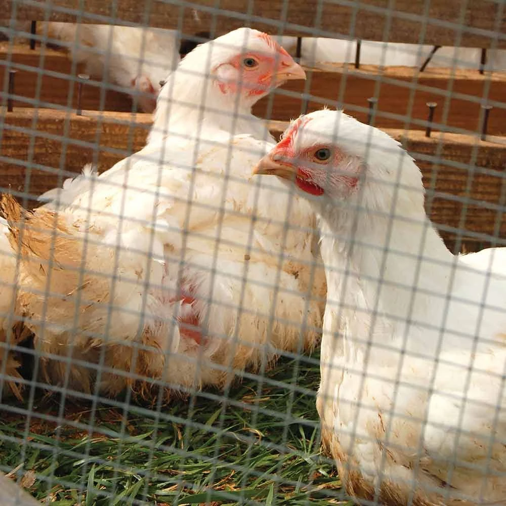 1008166_new_4.jpg Garden Zone Cage Welded Wire 1 In. X 1 In. 16 Ga. -Fencing sale 1008166 new 4